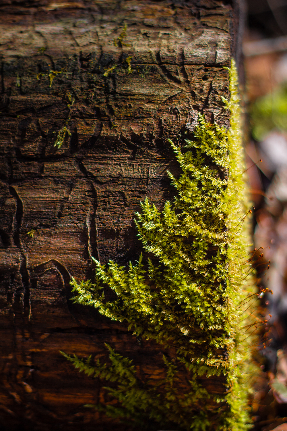 Moss on tree stump