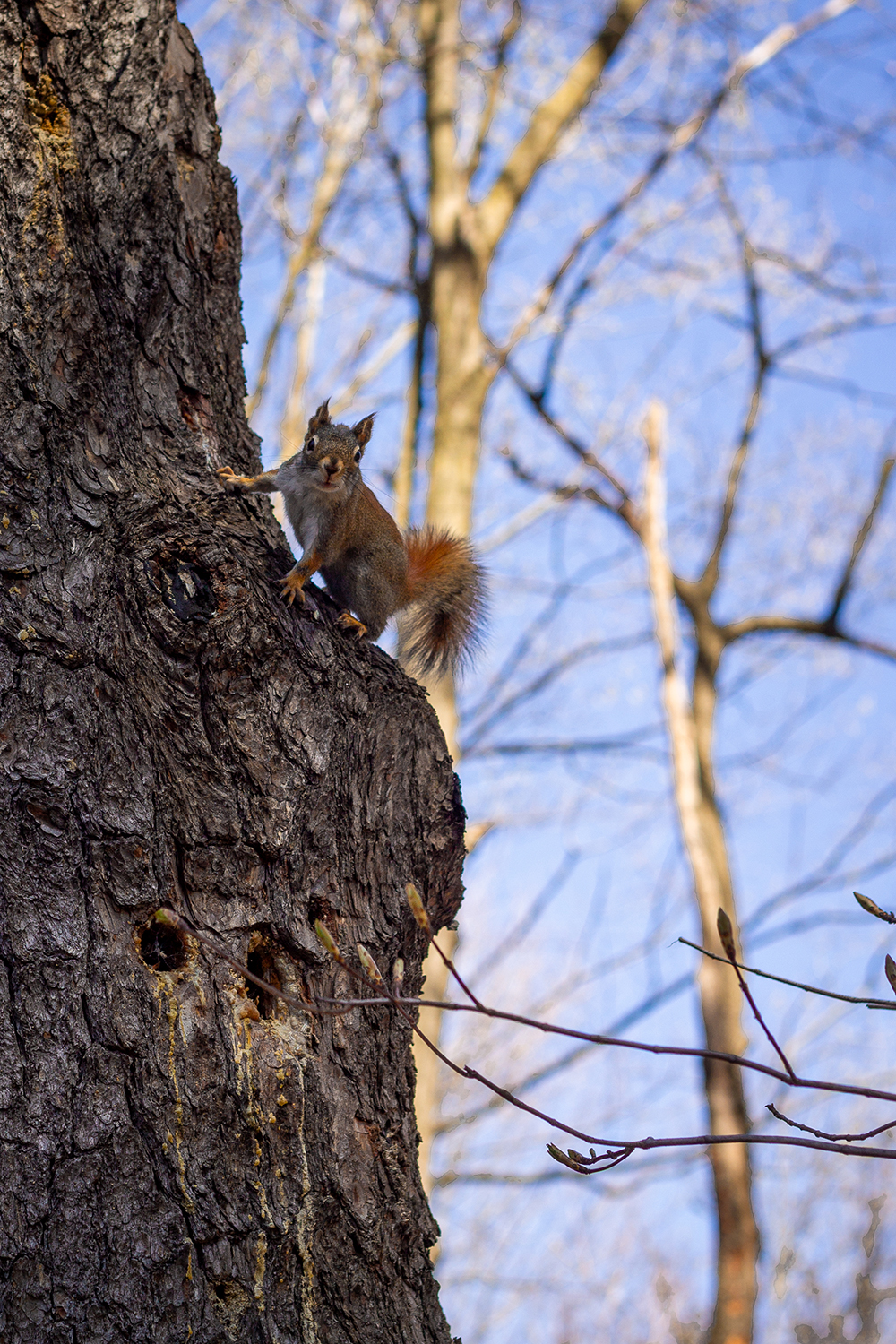 Squirrel on tree trunk