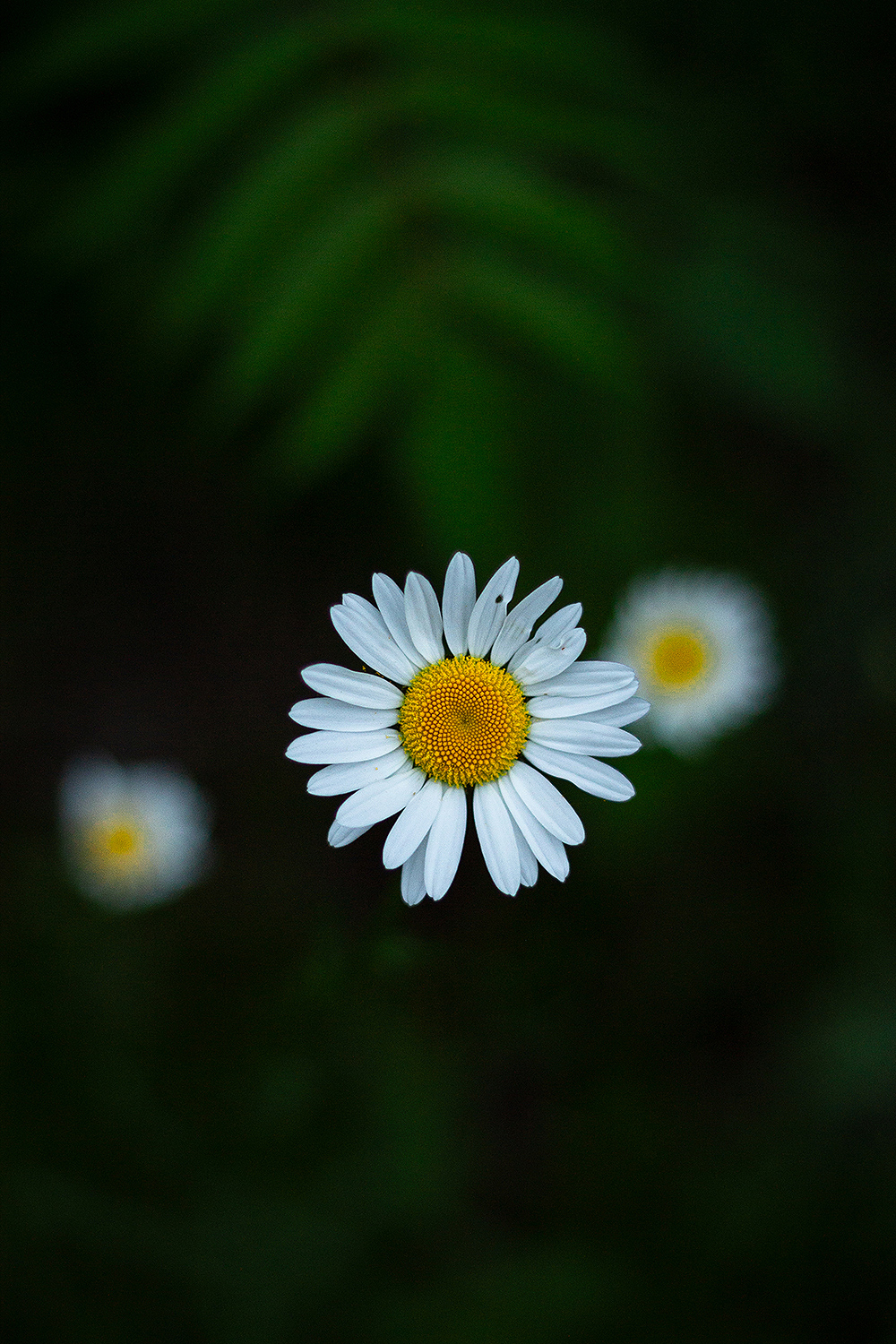 Flower closeup
