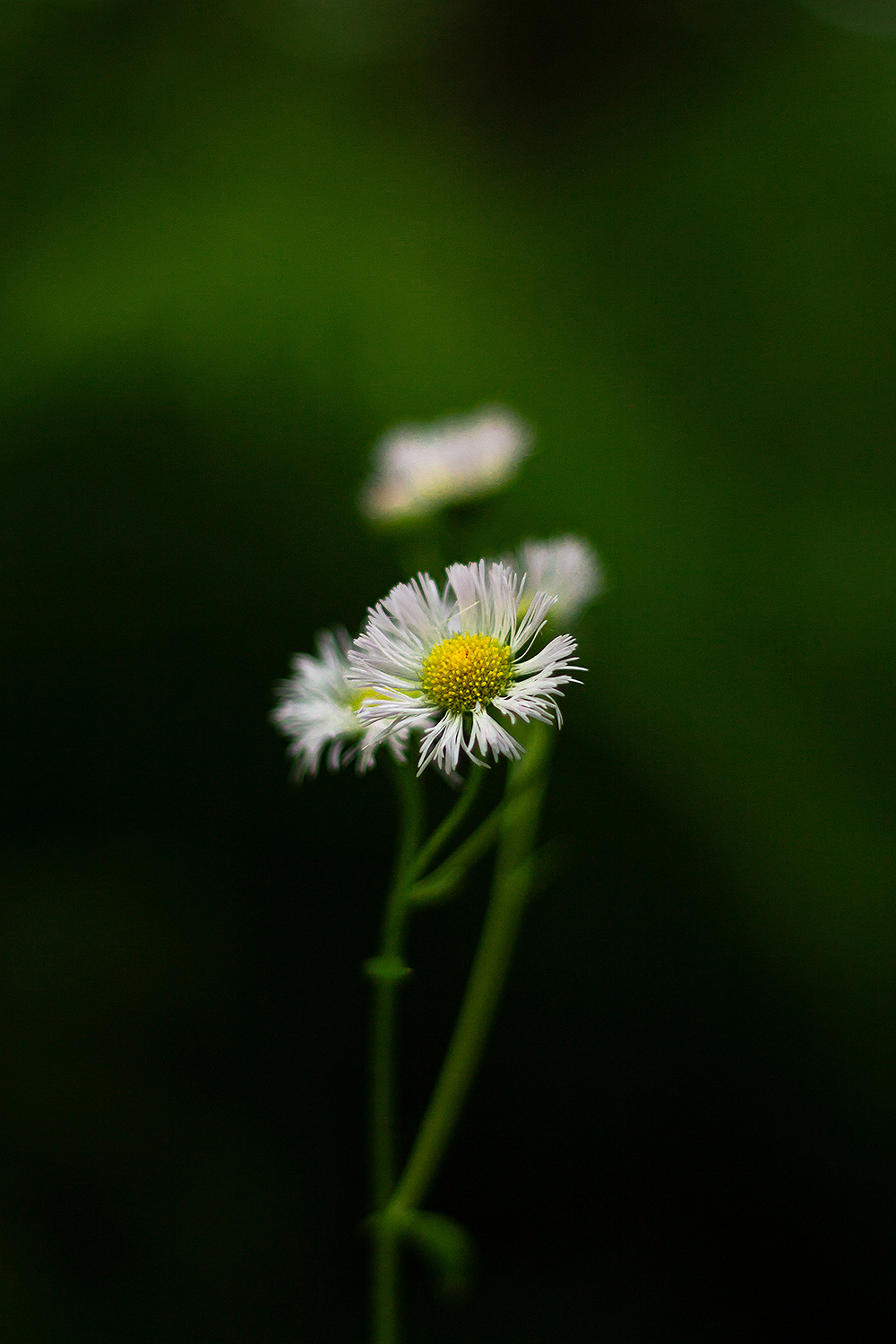 Flower closeup