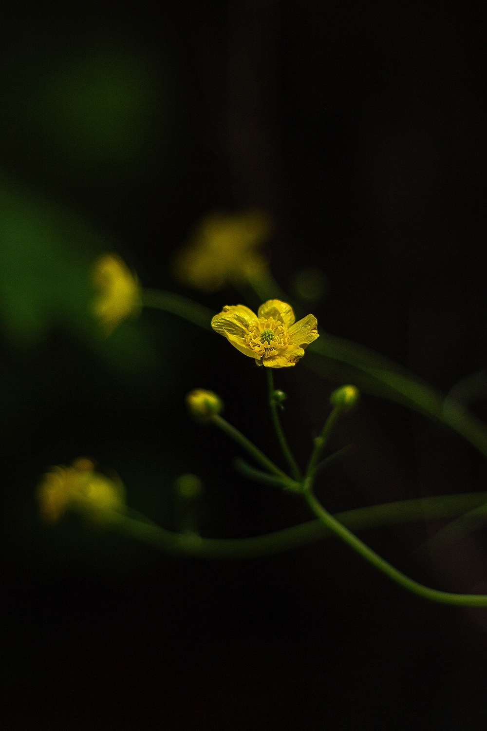 Flower closeup