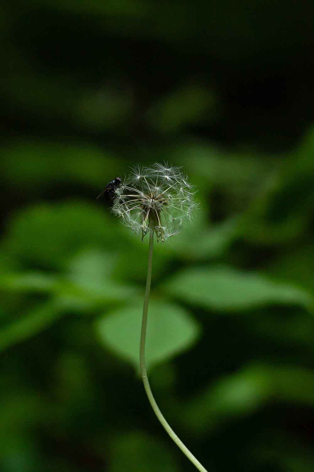 Flower closeup