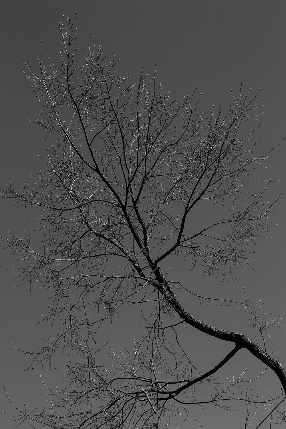Budding tree